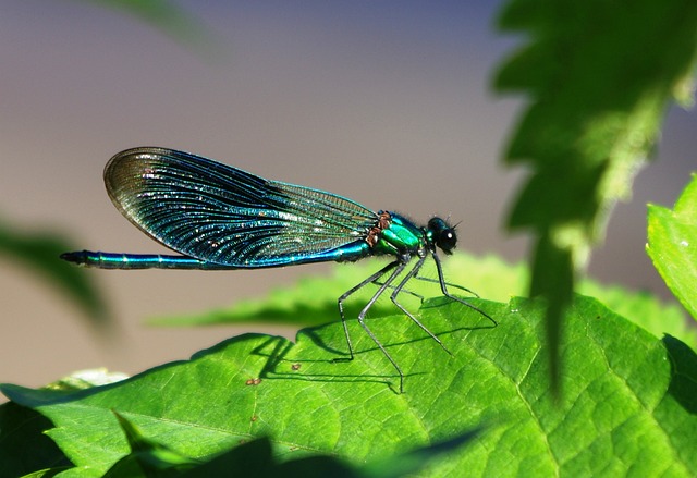 Insektensterben schreitet voran – Vad alla kan göra